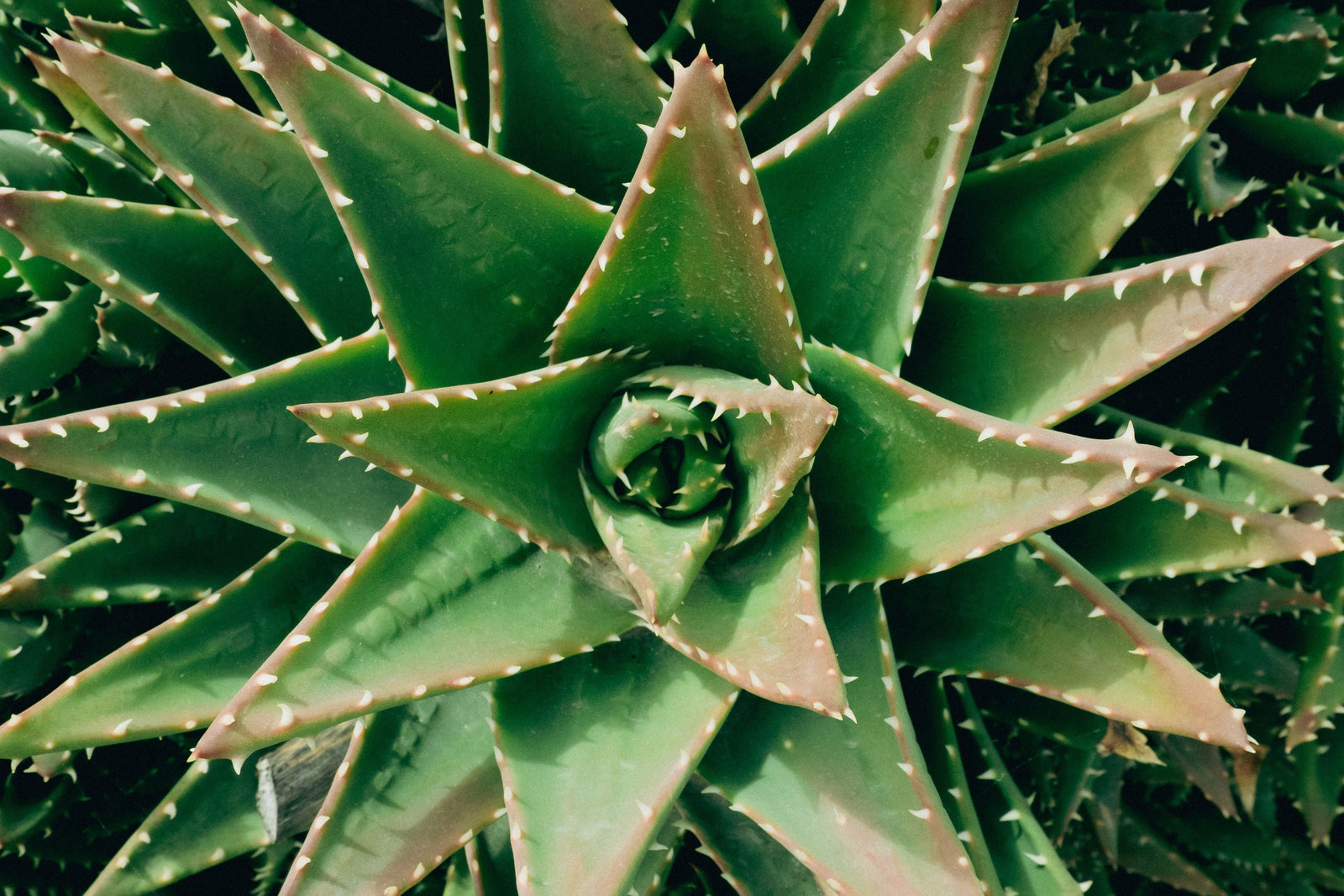 Aloe Vera: A Plant That Traveled the World