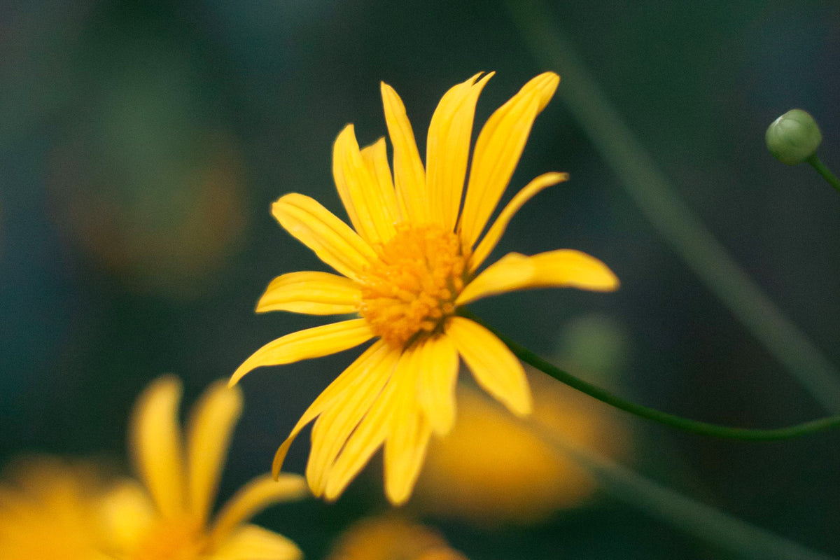 The Story of Arnica: Mountain Rescue to Frontier Gold