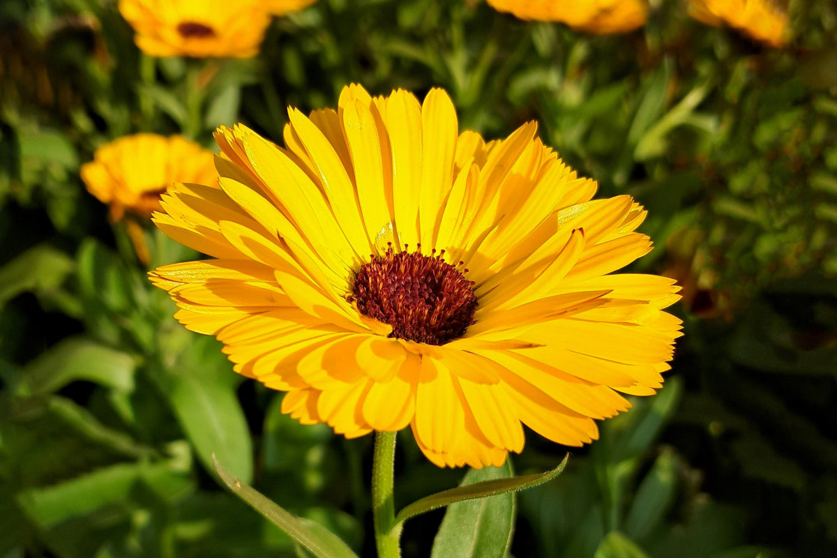 The Story of Calendula: Healing Battle Wounds and Homesteads