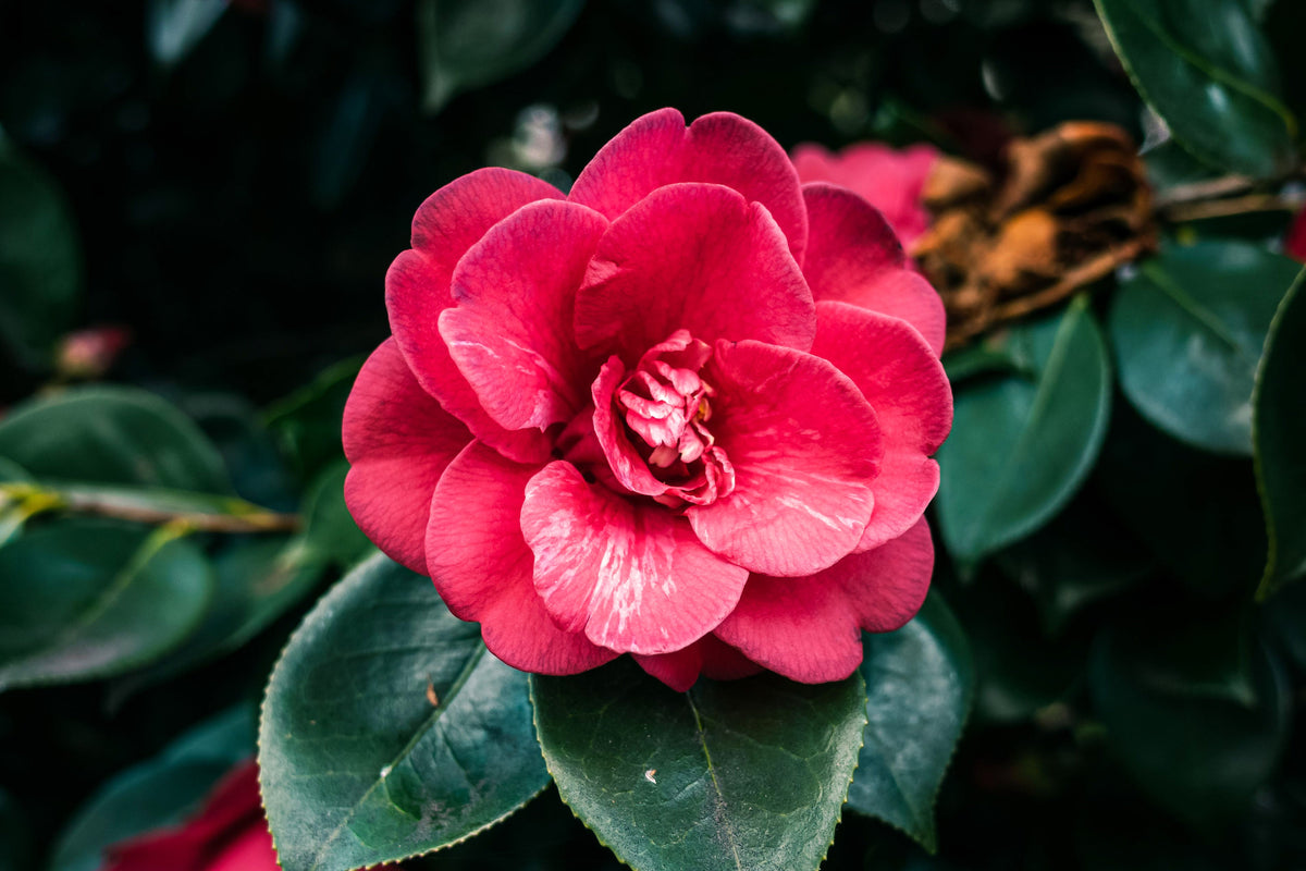 The Story of Camellia: From Southern Ambition to Botanical Care