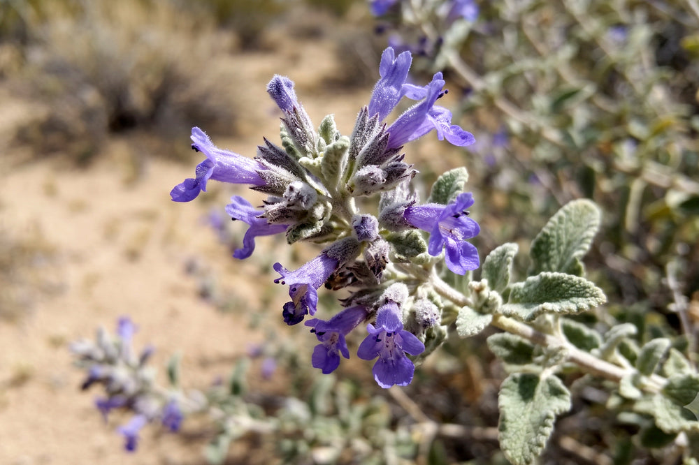 Desert Lavender: An Enduring Scent of the American West