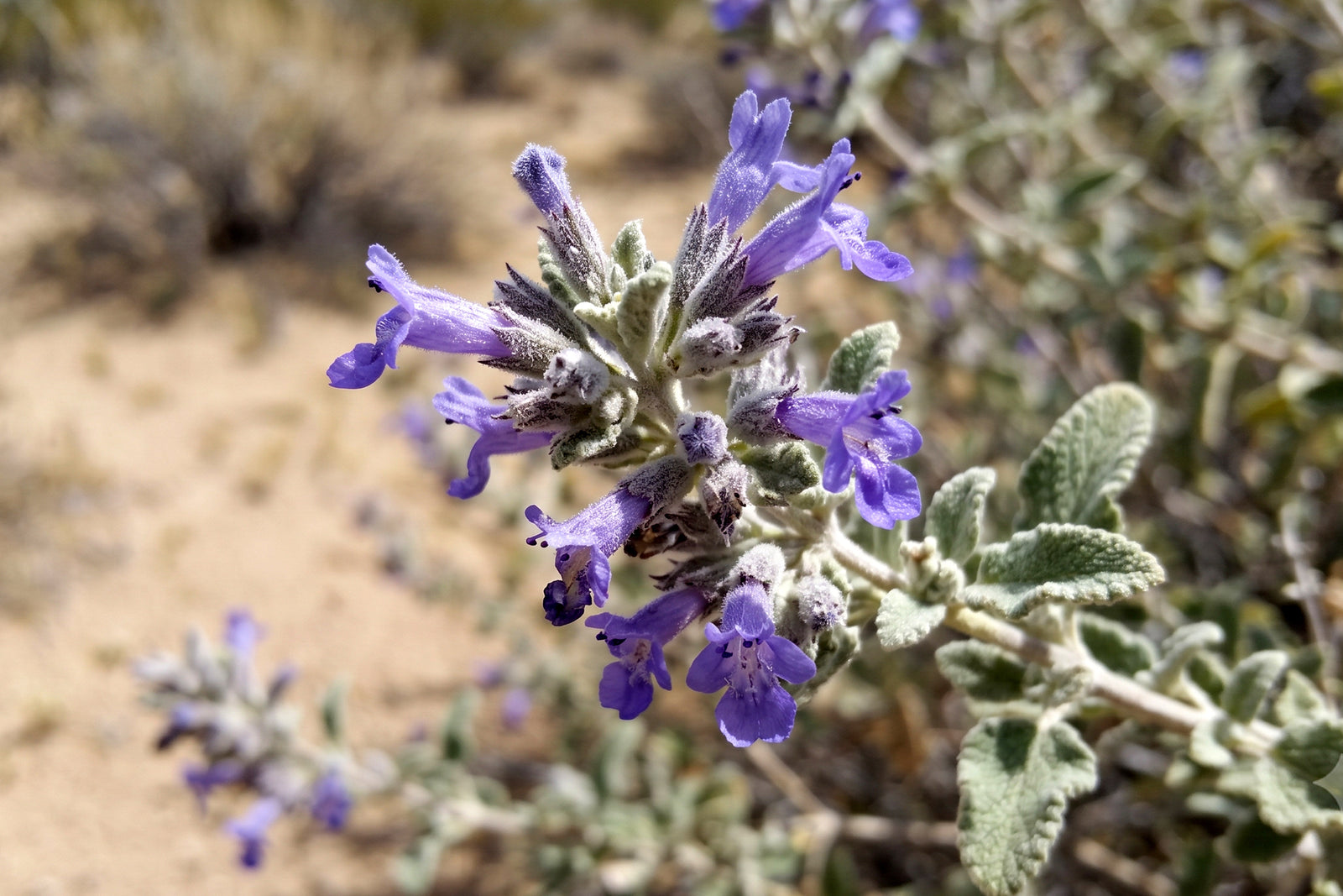 Desert Lavender: An Enduring Scent of the American West