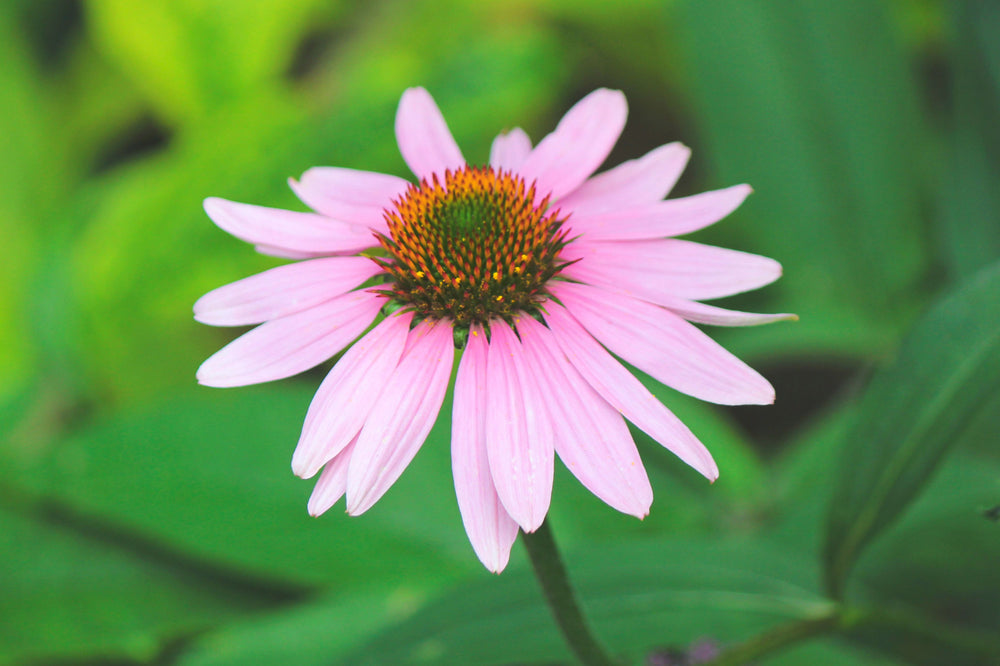 Echinacea: The Prairie Medicine of America