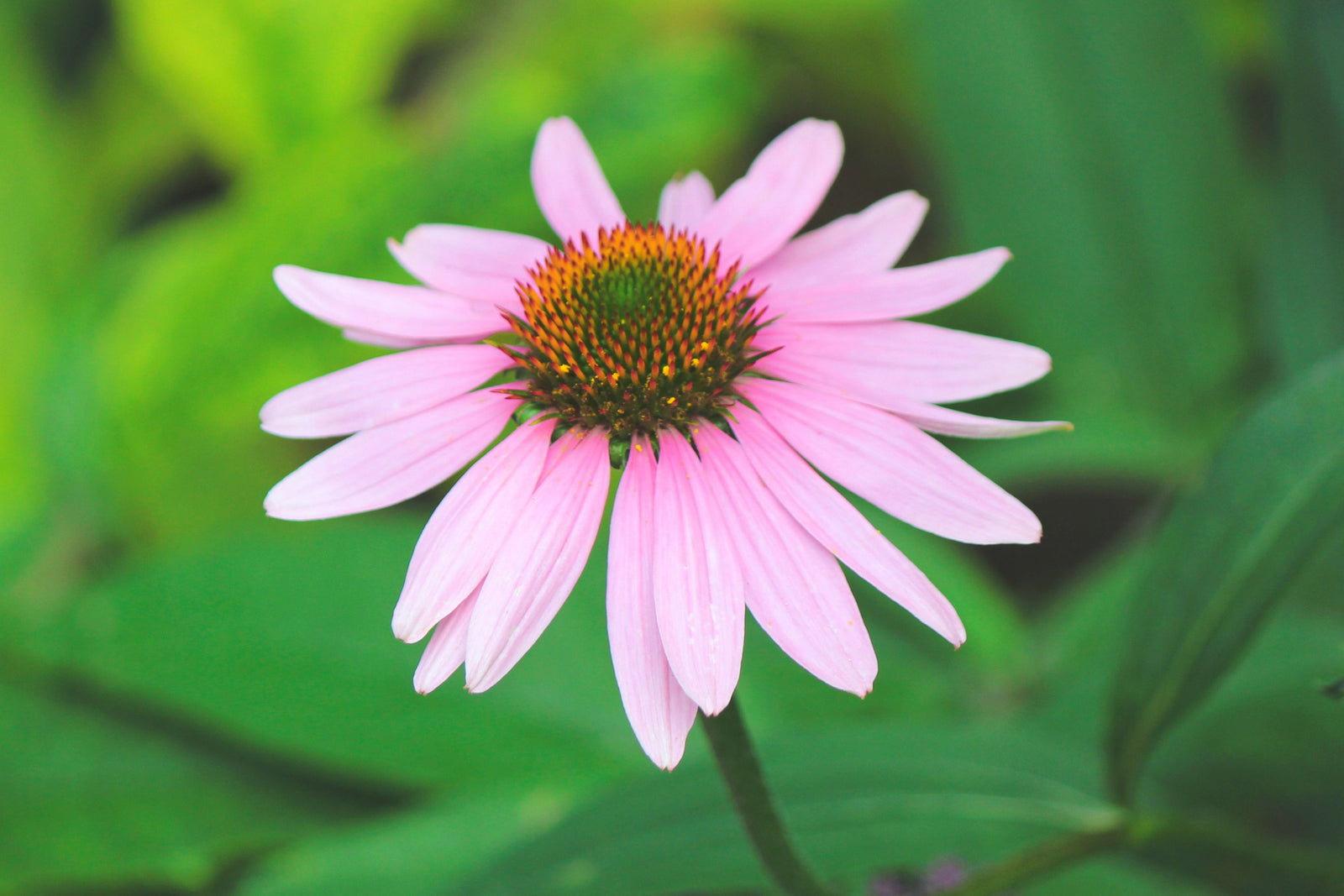 Echinacea: The Prairie Medicine of America