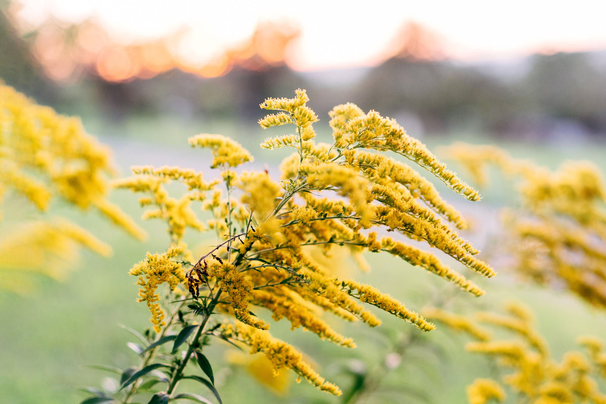 Goldenrod: The Wildflower That Served a Nation