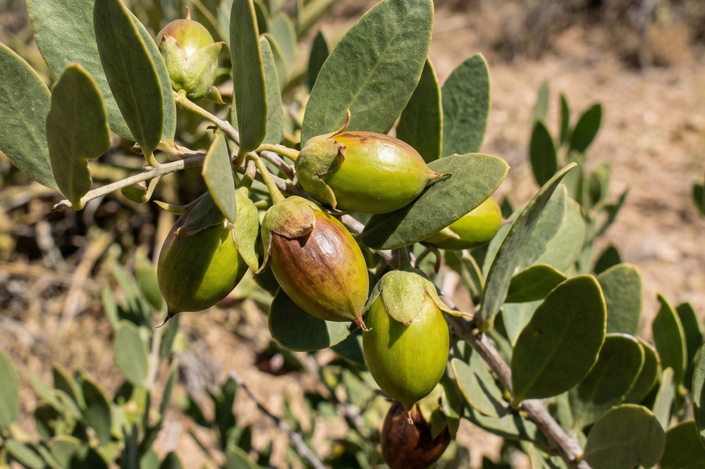 Jojoba: The Desert’s Quiet Innovation