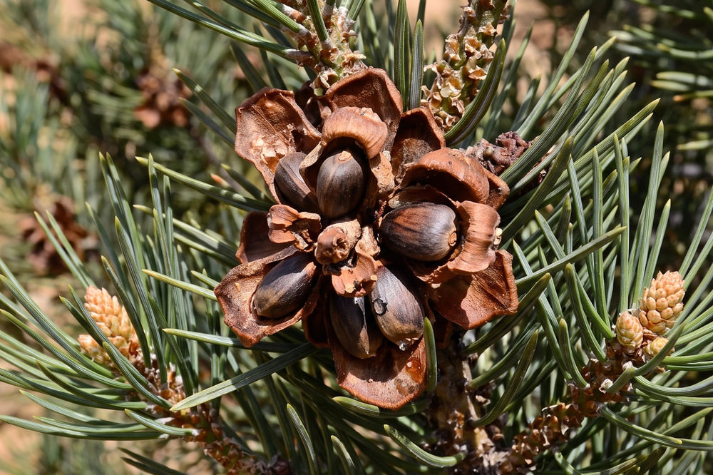Piñon: Nourishment of the High Desert