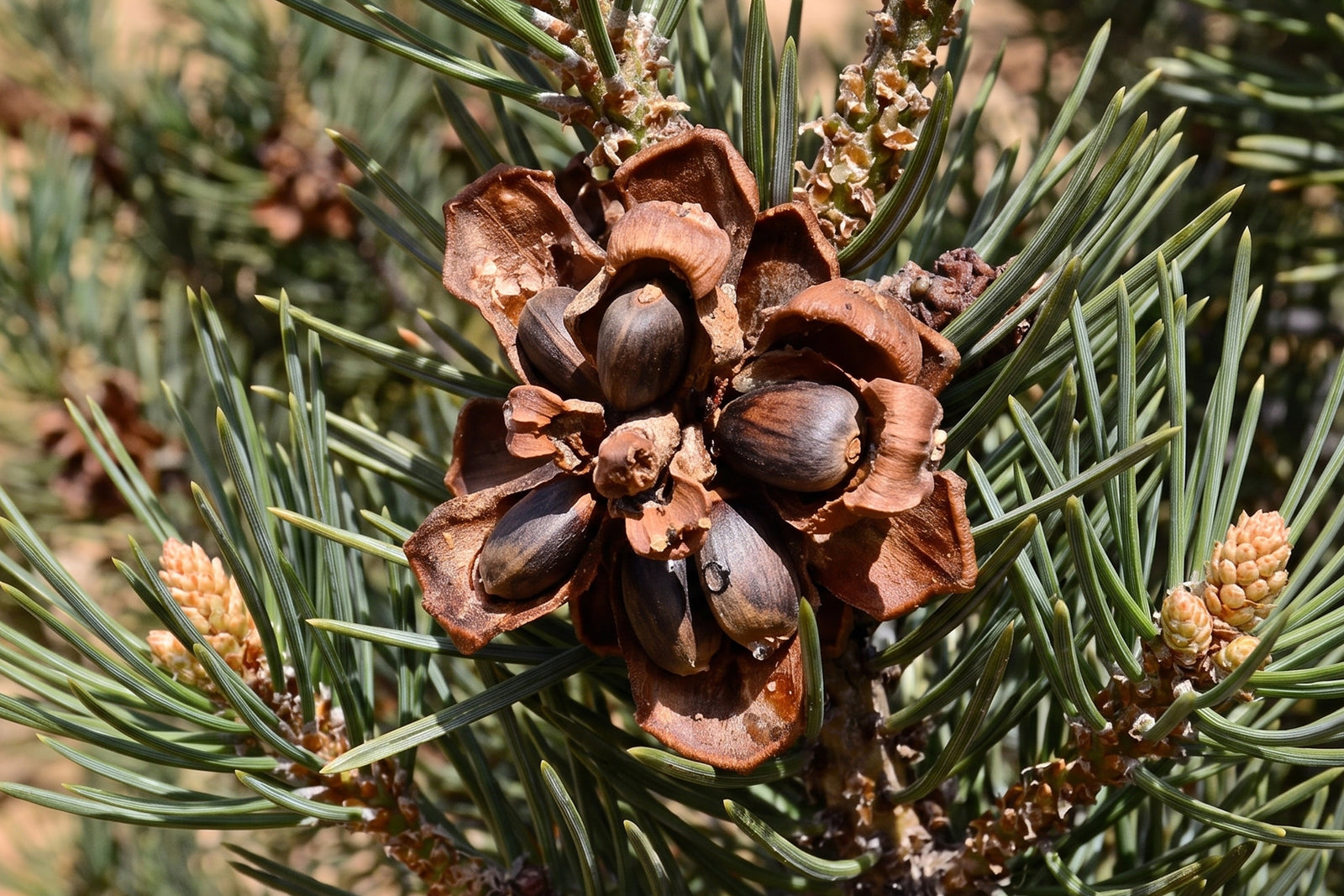 Piñon: Nourishment of the High Desert