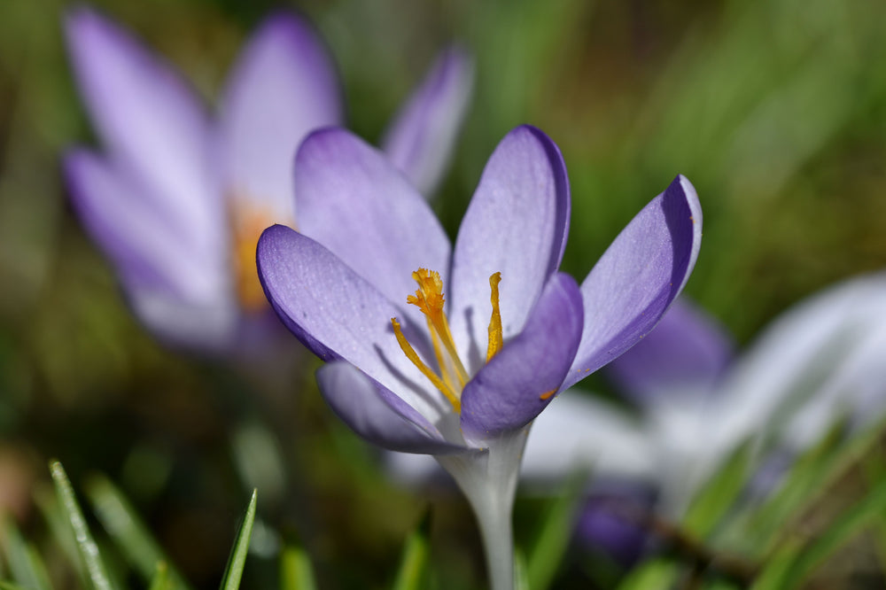 Saffron: An Unexpected American Story