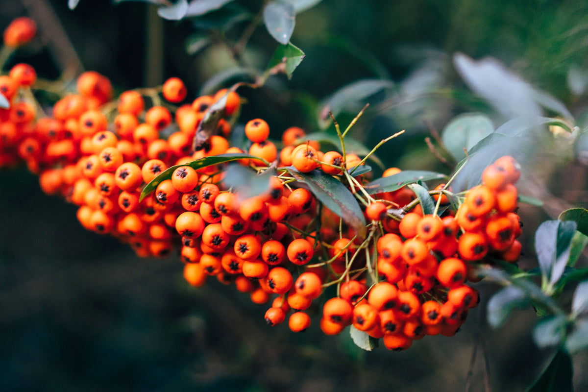Sea Buckthorn: From Windbreaks to Skincare 