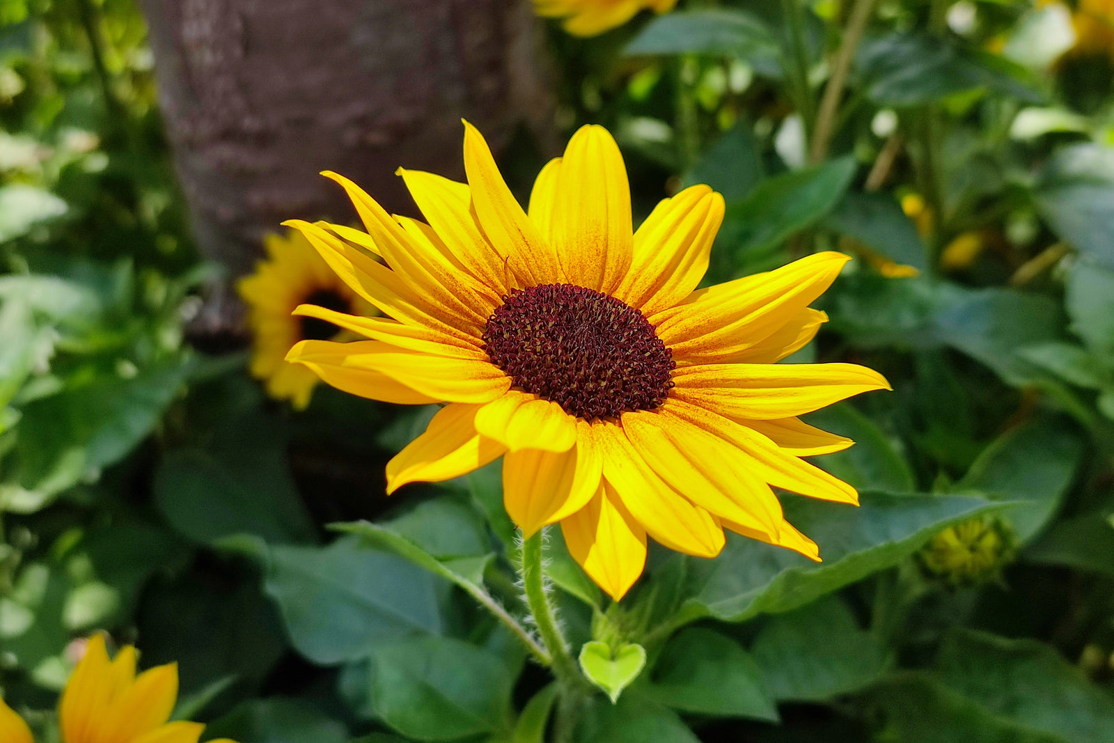 Sunflowers:  A Story Rooted in America