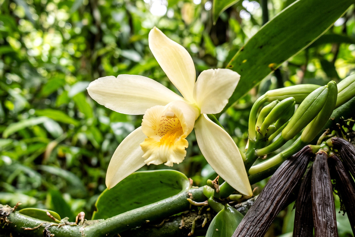 Sweet Heritage: The History of American Vanilla