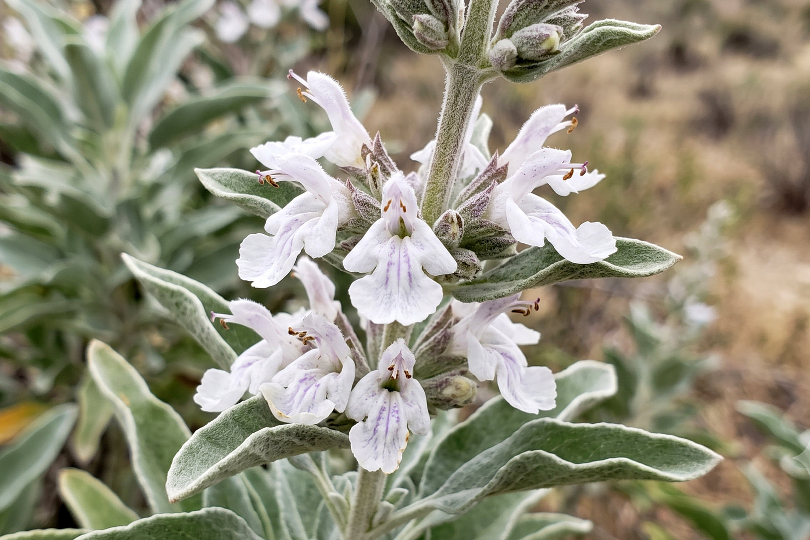 White Sage: A Story of Land, Tradition, and Resilience