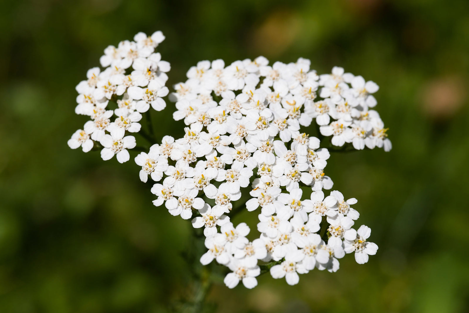 Yarrow: A Name Rooted in Resilience