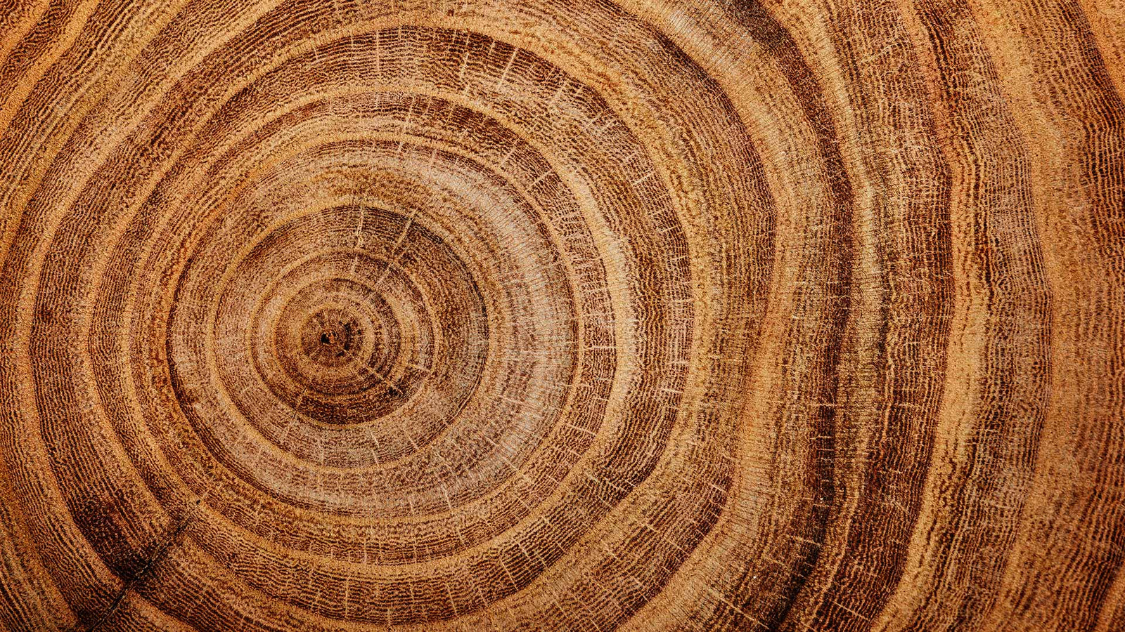 Earthy & Rooted