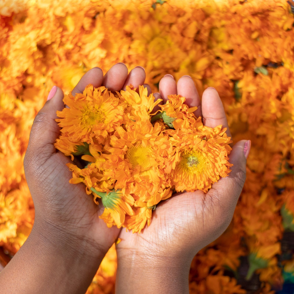 Fresh organic calendula flowers to nourish and moisturize the skin