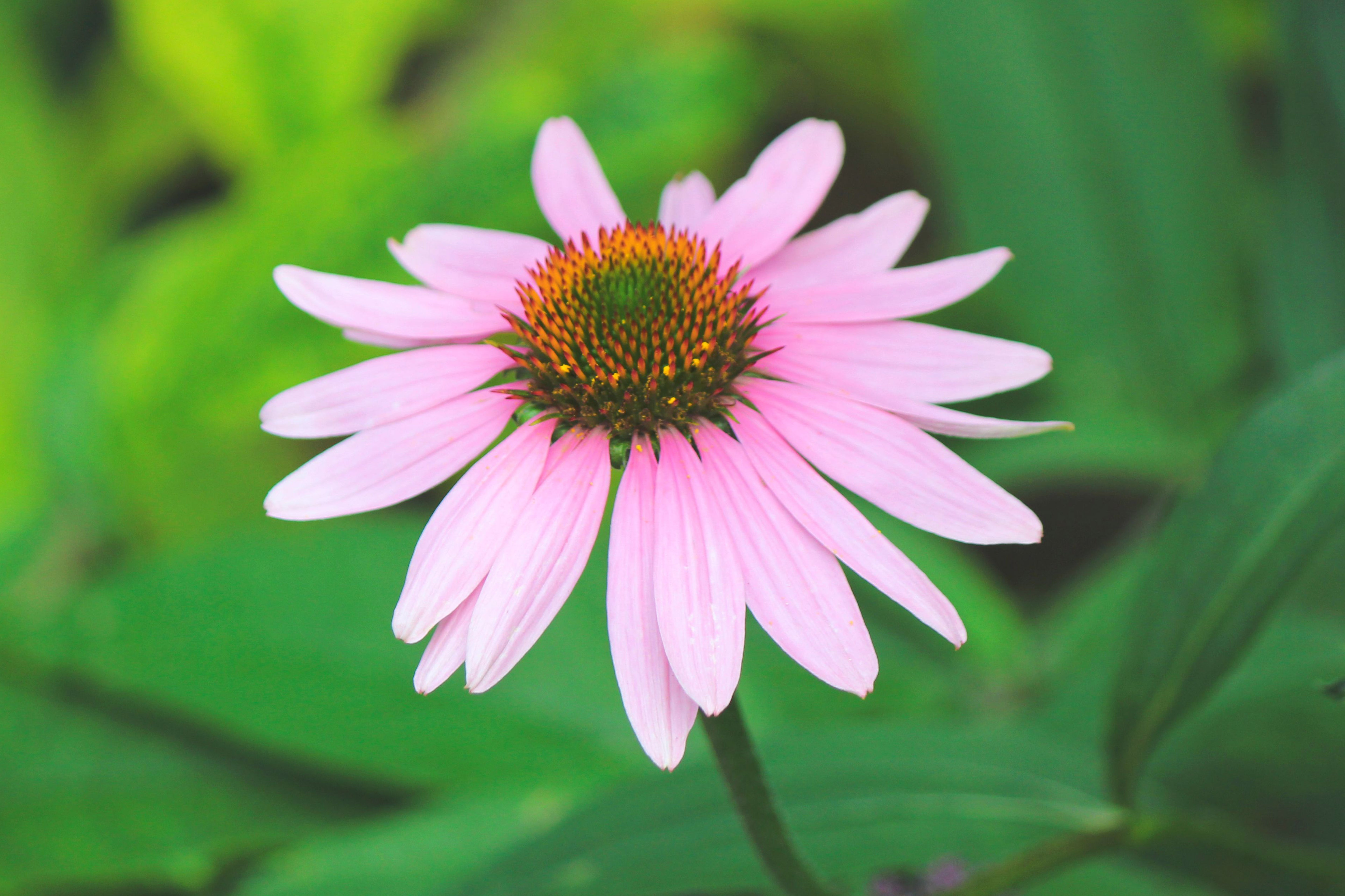 Echinacea: The Prairie Medicine of America